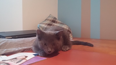 Un petit copain malicieux pour Paul