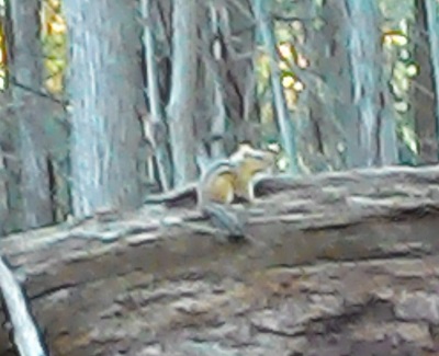 Notre nouvel ami le tamia&nbsp;!