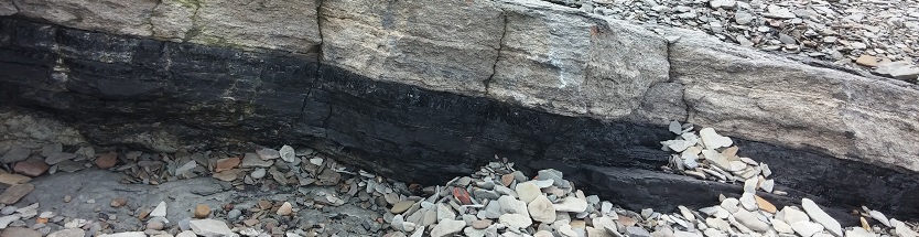 La preuve qu'on est bien au carbonifère, une magnifique veine de charbon !