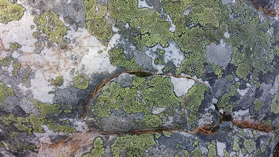 Merveilleux lichen
