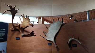 Cerf, orignal et caribou